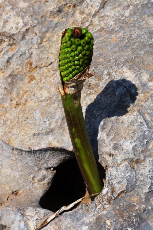 Flora and fauna, roman road, tarsus, turkey, plants