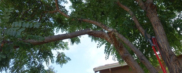 Next Cut, tree trimming, branches, yard work