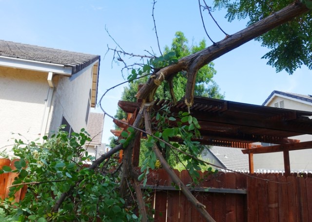 Tree trimming, yard work, branches