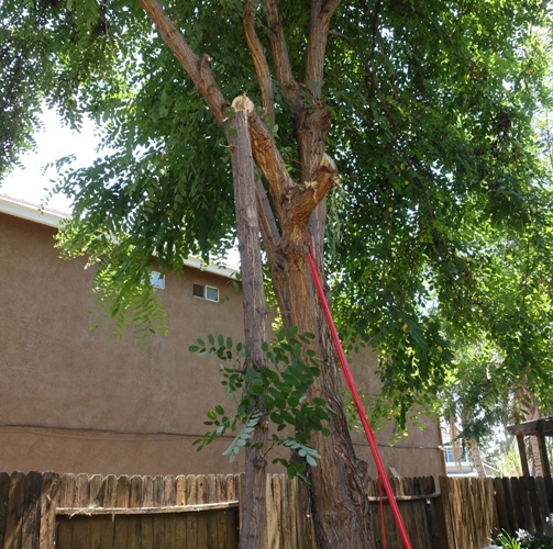 Hanging branch, tree trimming, yard work