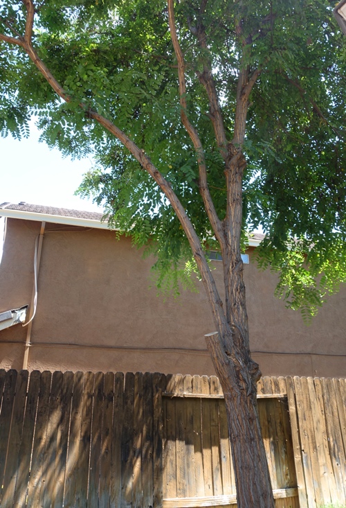 Third cut, tree work, yard work, tree limb