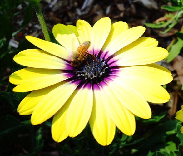 Bee, Yellow Daisy, Purple Center, Australia, Pollinators