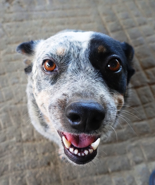 Dog, welcome, orchard dog, barnyard dog