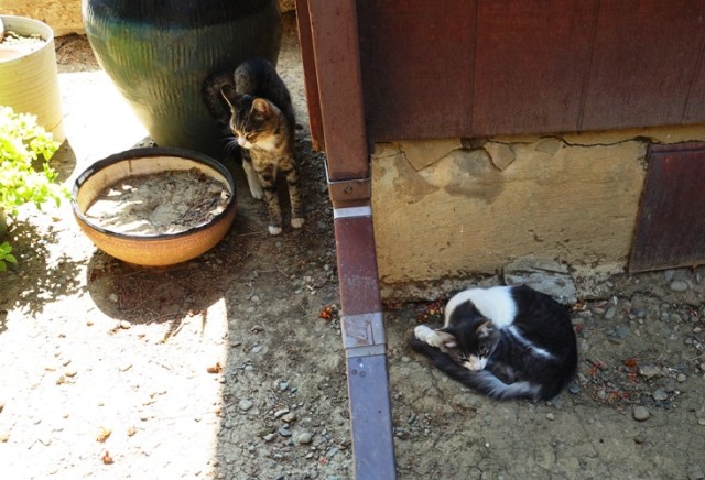 Cats, hot day, laying in shade, hiding cats