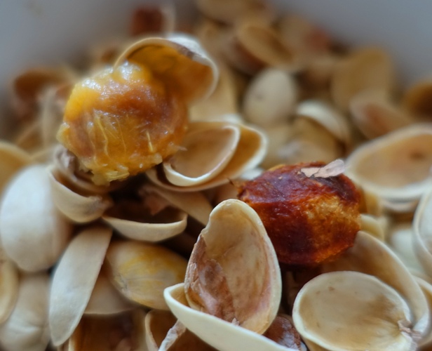 organic waste, pluot stone, pistacio shells