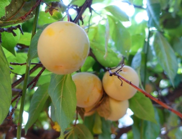 Pluots, plum, apricot, smooth skin apricot