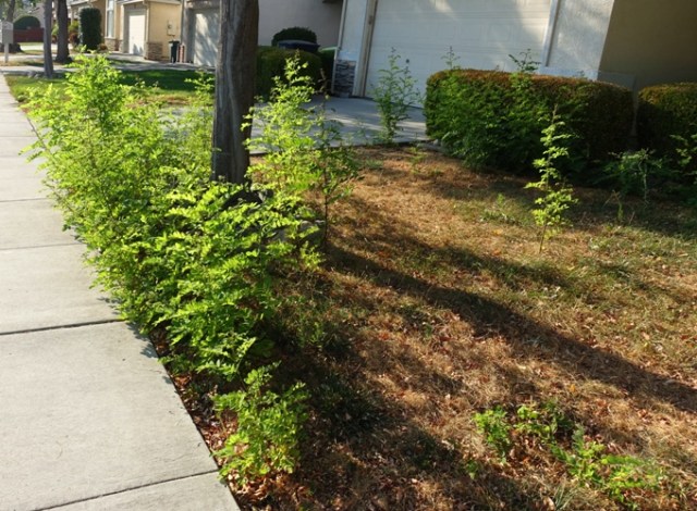 Volunteer trees, no water, neglected lawn