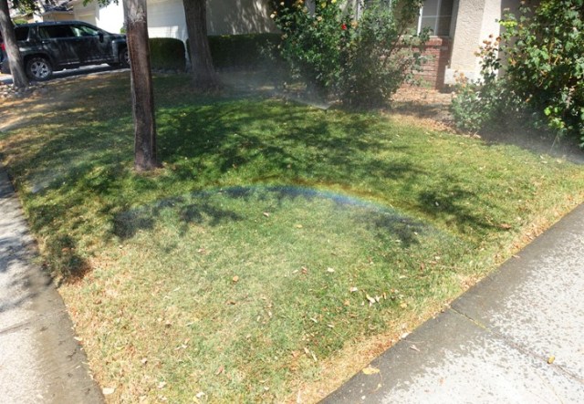 Front Yard with sprinkler, green grass, rainbow from sprinkler