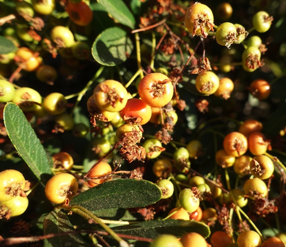 bushes, seed pods, fall, seasons