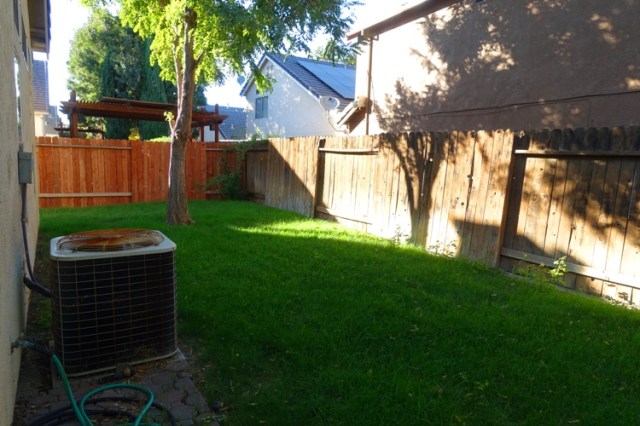Back Yard, pre mow, tall grass