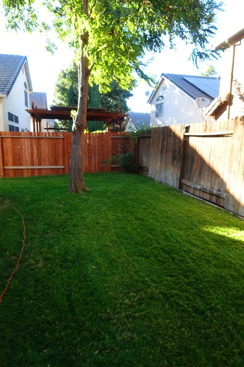 Back Yard Mowed, Summer Yard Work