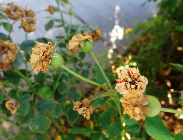 Roses, Spent Roses, Dead blossoms, rose hips