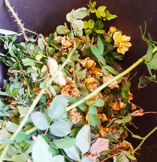 Yard Waste, Rose Waste, yard Work, Rose clippings