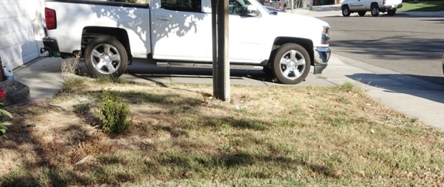 Dead yard, brown lawn, weeds, no watering