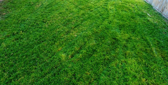 Freshly Mown Yard, Grass, High on Grass