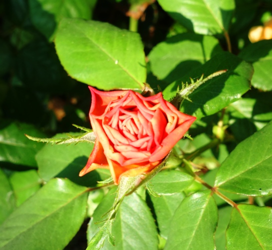 Special Rose, Wrong color Rose, Red rose on yellow bush