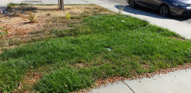 Overgrown Lawn, autumn yard work