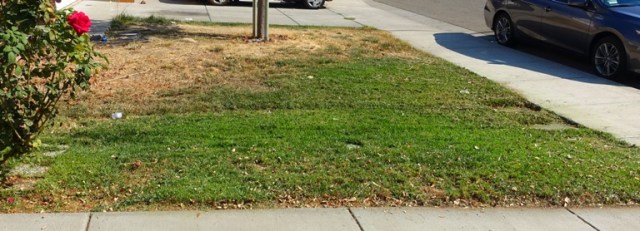 Mown Yard, Fall Yard Work, Neighbors Yard, Good Deed