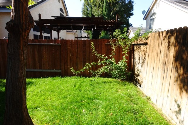 Overgrown Back yard, rose bush, yard work
