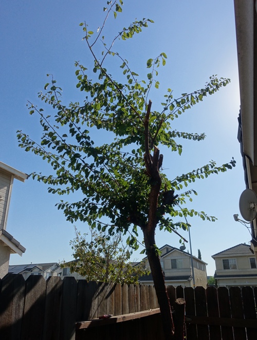 Tree Trimming, Tree Removal, Yard Work