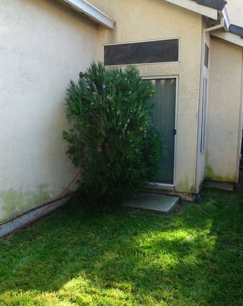 Overgrown bush, back yard, yard work