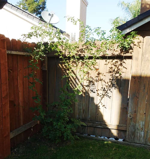 Pruned rose bush, yard work