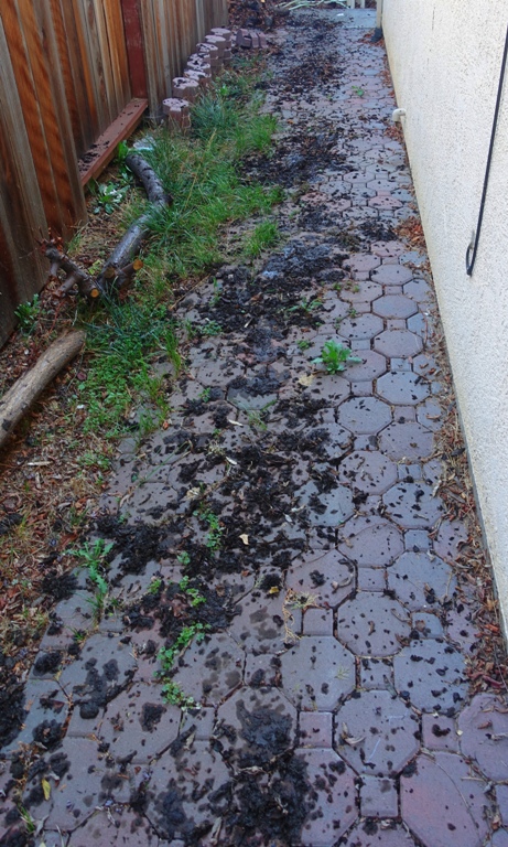 Gutter leavings, leaves, sidewalk