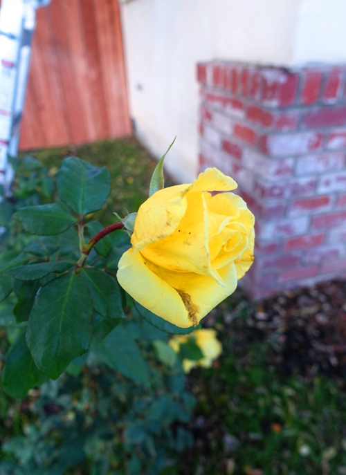 November Roses, California, Yellow Rose
