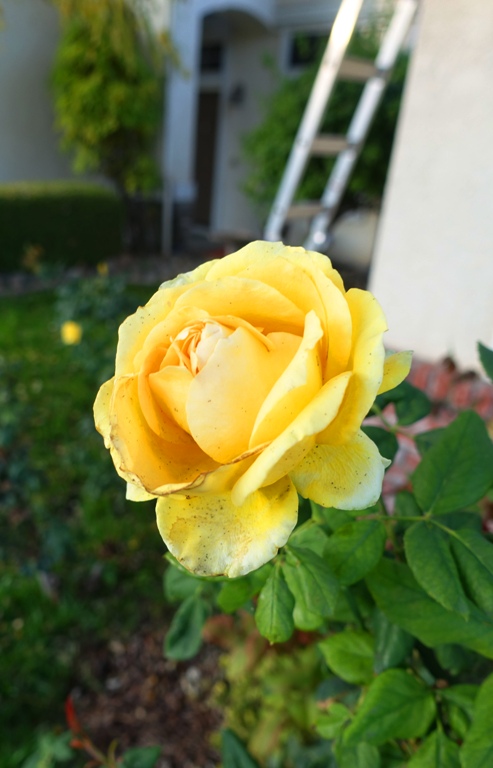 California, Roses, Rose Bush, November Roses