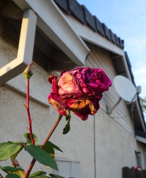 Mr. Lincoln Rose, November Rose