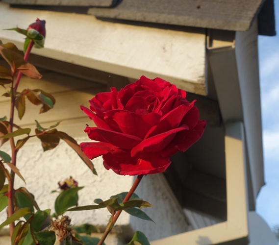 Red Rose, Mr. Lincoln, November Rose