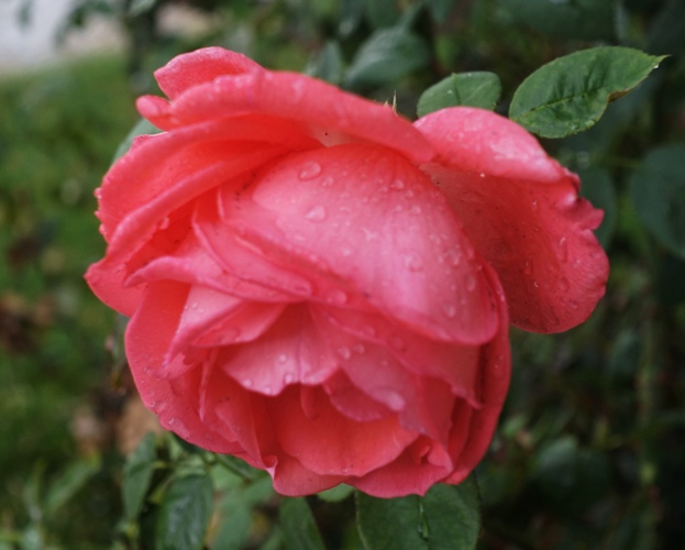 Raindrops on roses, favorite things, Sound of Music, Sound of rain