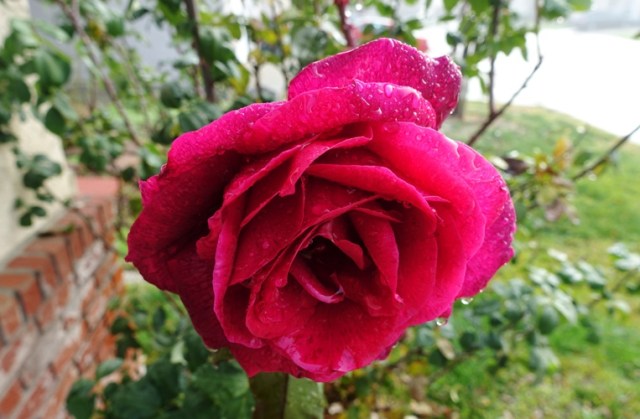 raindrops on roses, rainy season, california, roses