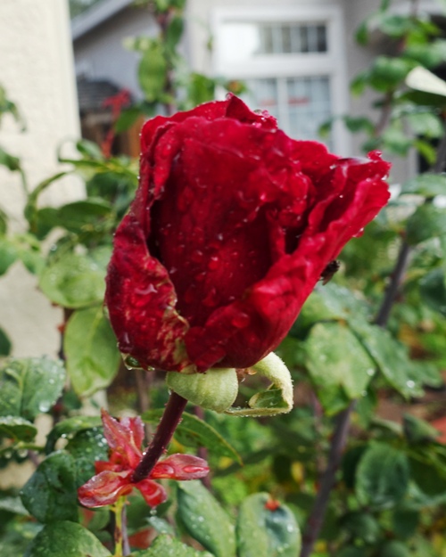 raindrops on roses, rainy season, california, roses