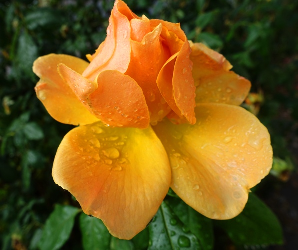 raindrops on roses, rainy season, california, roses