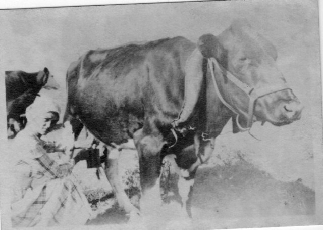 Old Time Photography, Cow, Milk Maid, Ma and Cow