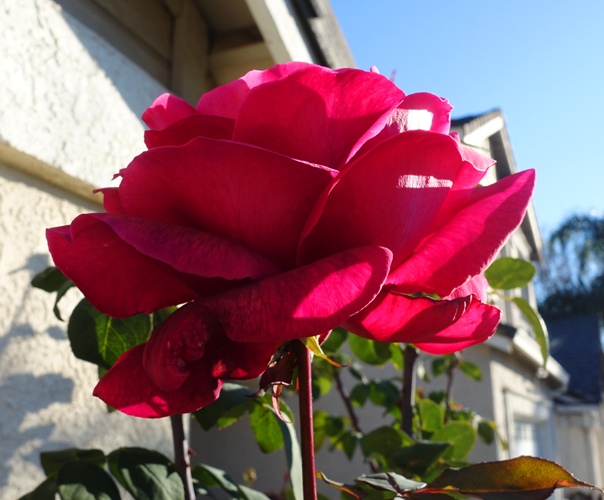 January Rose, Mr. Lincoln Rose, Rose Bushes, winter roses