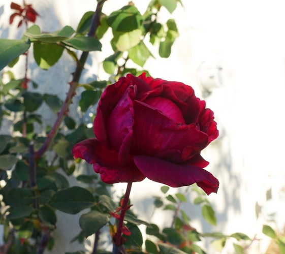 Shaded Red Rose, Mr. Lincoln Rose