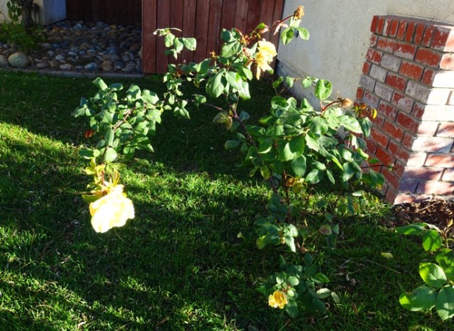 Yellow Rose, Bloom in Sun, roses