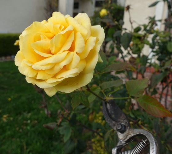 Rose Bloom, St. Patrick Rose, Yellow Rose, Pruning