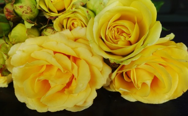 St. Patrick Roses, Green Roses, Green tinge, Last roses of the year