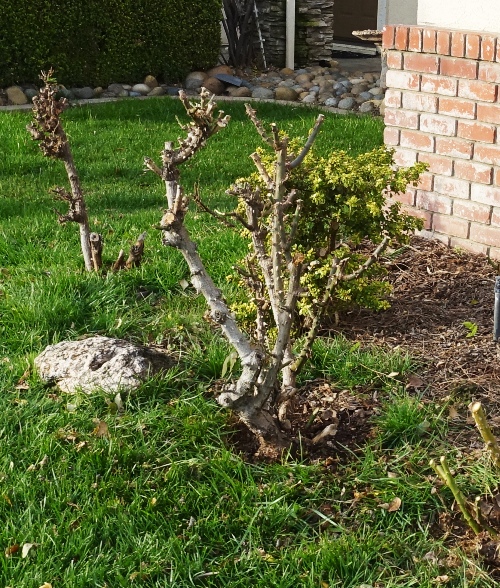 Rose Bush, Pruning, Winter Pruning