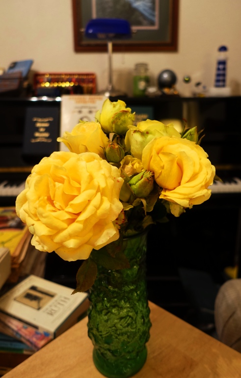 Yellow Roses, Vase, Last Roses of the year