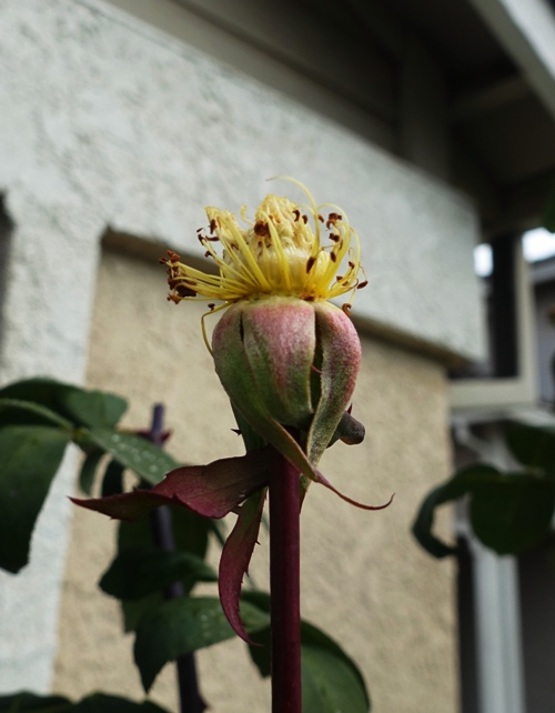 Stigma, anthers, rose parts, sepals, rose hip