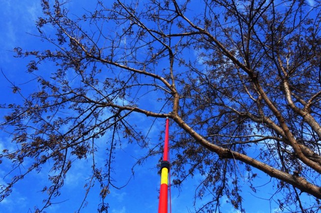 Pole saw, trees, fast growing trees, small yard