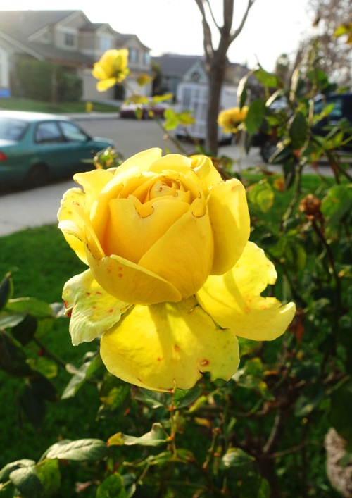 January Rose, Last roses, pruning time, winter yard care