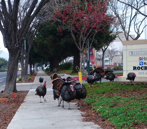 Wild turkeys, Dublin, Morning foraging, Flock of turkeys