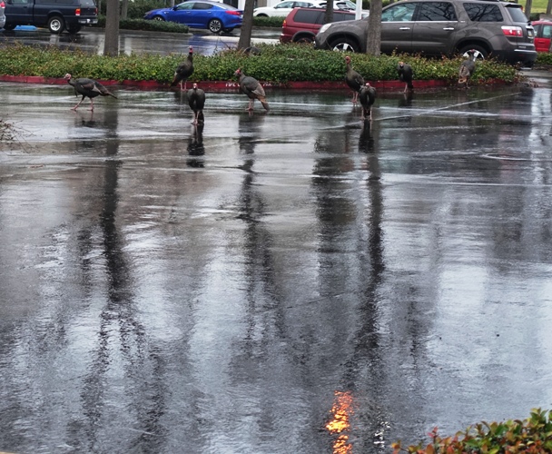 Wild turkeys, Dublin, Morning foraging, Flock of turkeys