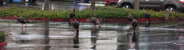 Wild turkeys, Dublin, Morning foraging, Flock of turkeys