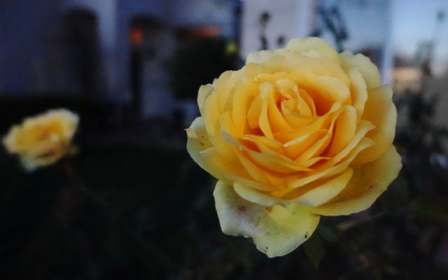 Dusky rose, Yellow rose, St. Patrick rose